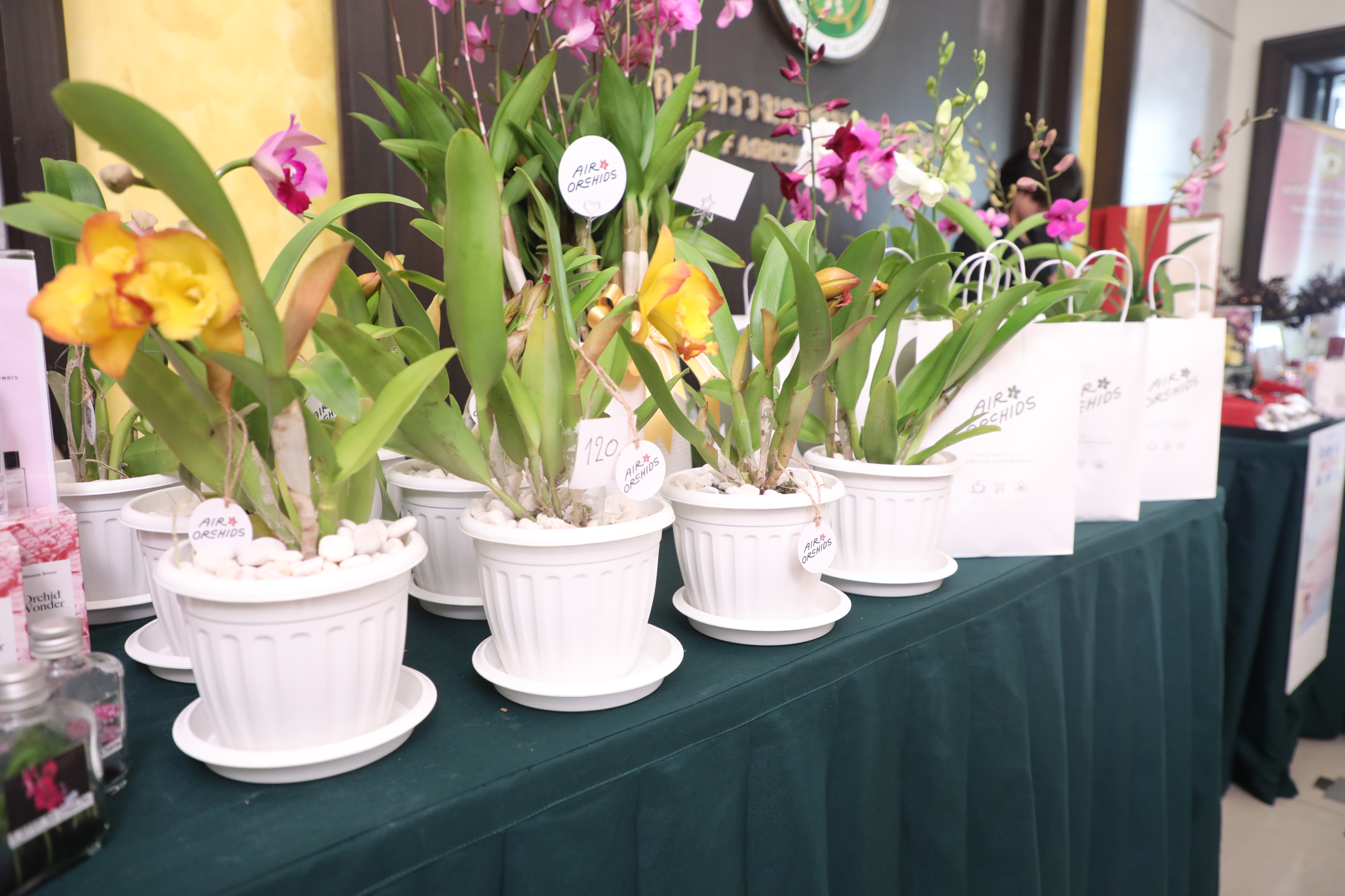 title - ส.ป.ก. ร่วมงานแถลงข่าวการจัดงานแสดงกล้วยไม้ไทย ภายใต้แนวคิด 